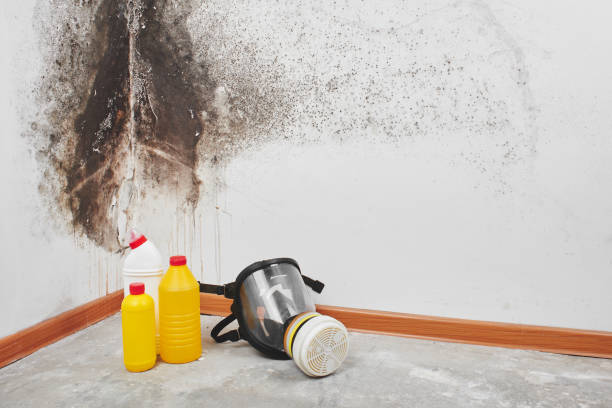 Best HVAC Mold Remediation in Napavine, WA