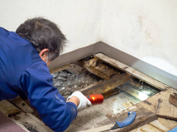 Best Post-Flood Mold Remediation in Napavine, WA