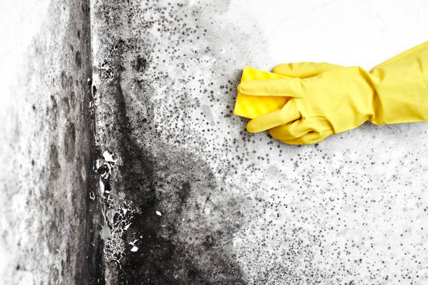 Professional Mold Remediation in Napavine, WA