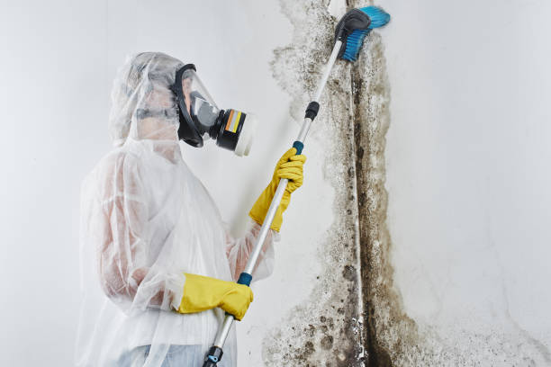 Best Health and Safety Mold Remediation in Napavine, WA