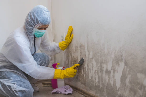 Best Mold Remediation for Specific Building Types in Napavine, WA