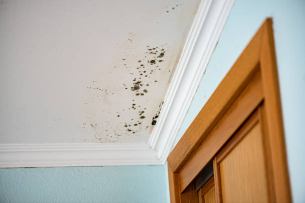 Best Commercial Mold Remediation in Napavine, WA