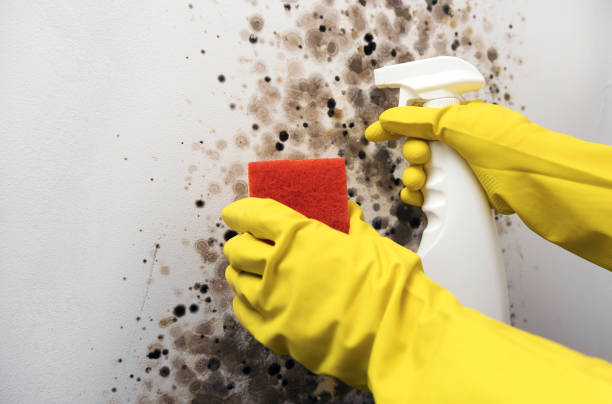 Best Mold Remediation for Specific Building Types in Napavine, WA