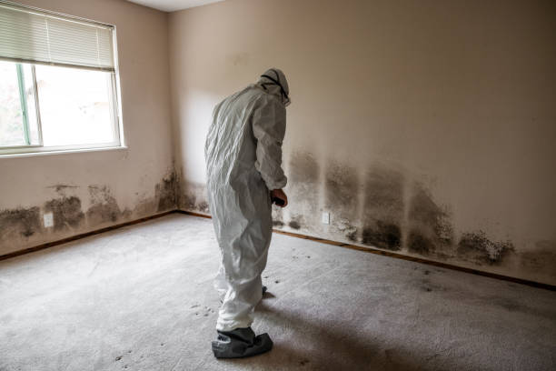 Best Residential Mold Remediation in Napavine, WA