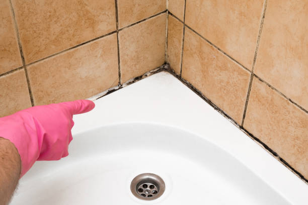Best Black Mold Remediation in Napavine, WA